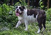  - Femelle Bulldog anglais LOF disponible 