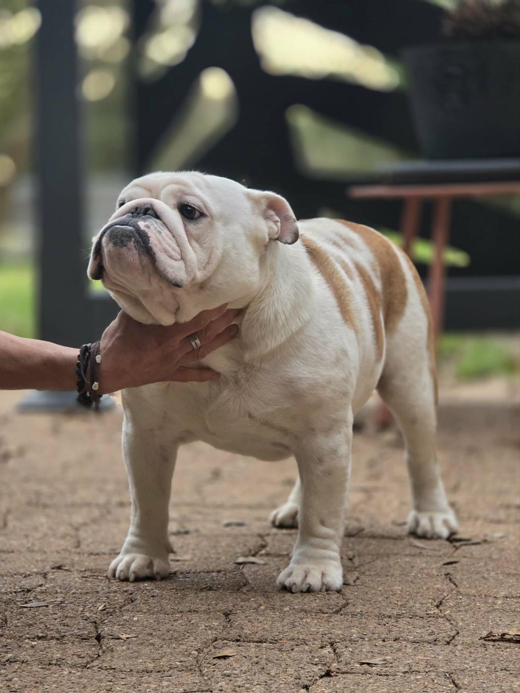 VICTORIOUS DREAM Des éclats De Cassiopée