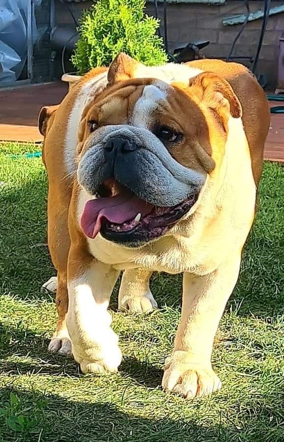 Male disponible pour saillie