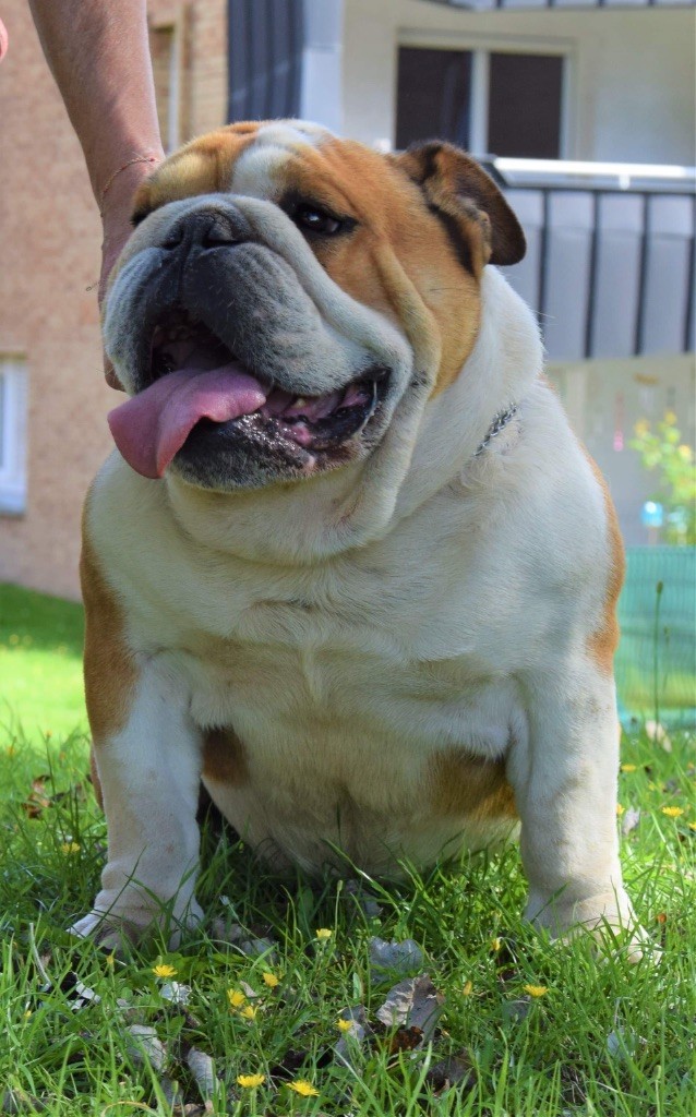 Male disponible pour saillie