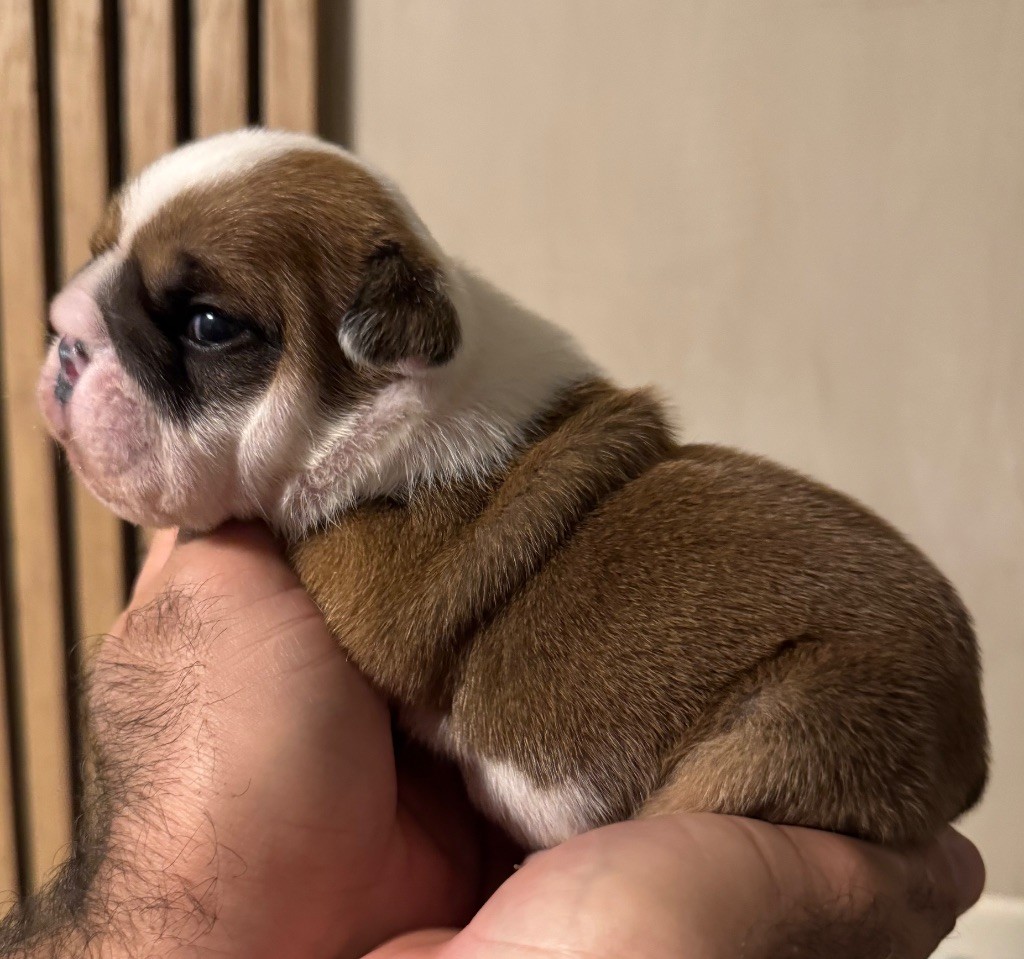 Du Mystère De La Belle Du Nil - Chiots disponibles - Bulldog Anglais
