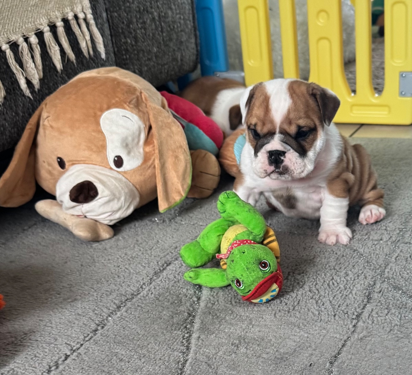 Du Mystère De La Belle Du Nil - Chiots disponibles - Bulldog Anglais