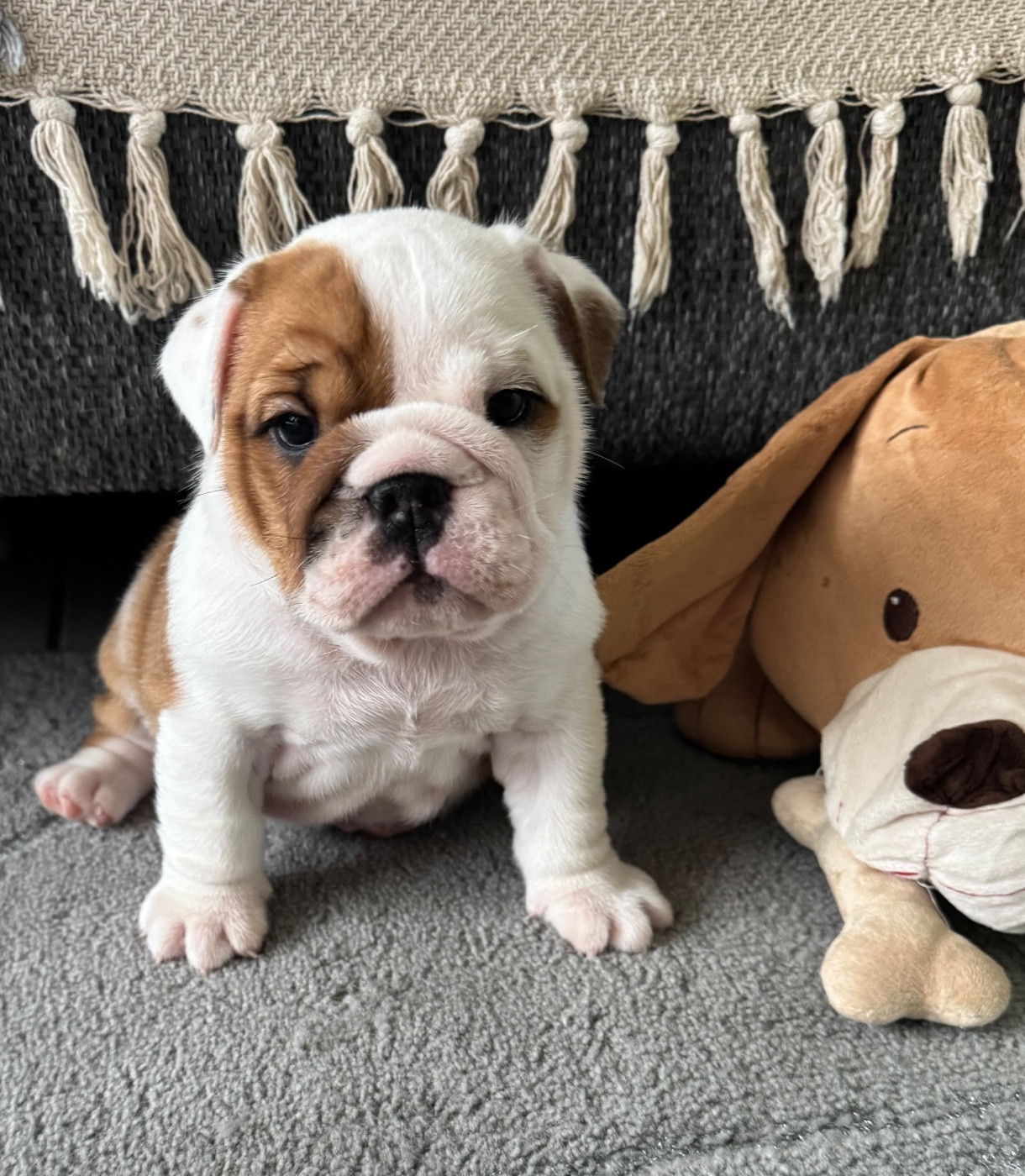 Du Mystère De La Belle Du Nil - Chiots disponibles - Bulldog Anglais