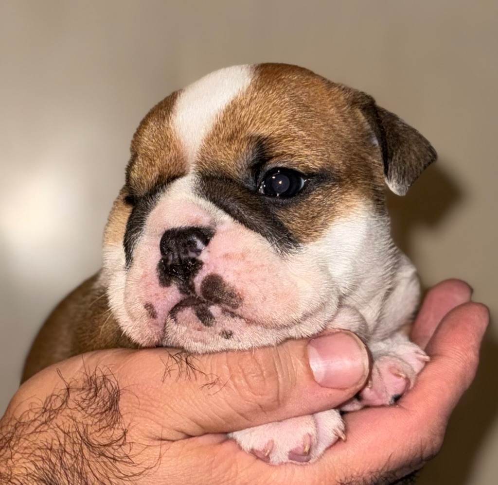 Du Mystère De La Belle Du Nil - Chiots disponibles - Bulldog Anglais