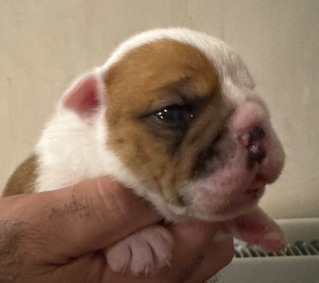 Du Mystère De La Belle Du Nil - Chiots disponibles - Bulldog Anglais