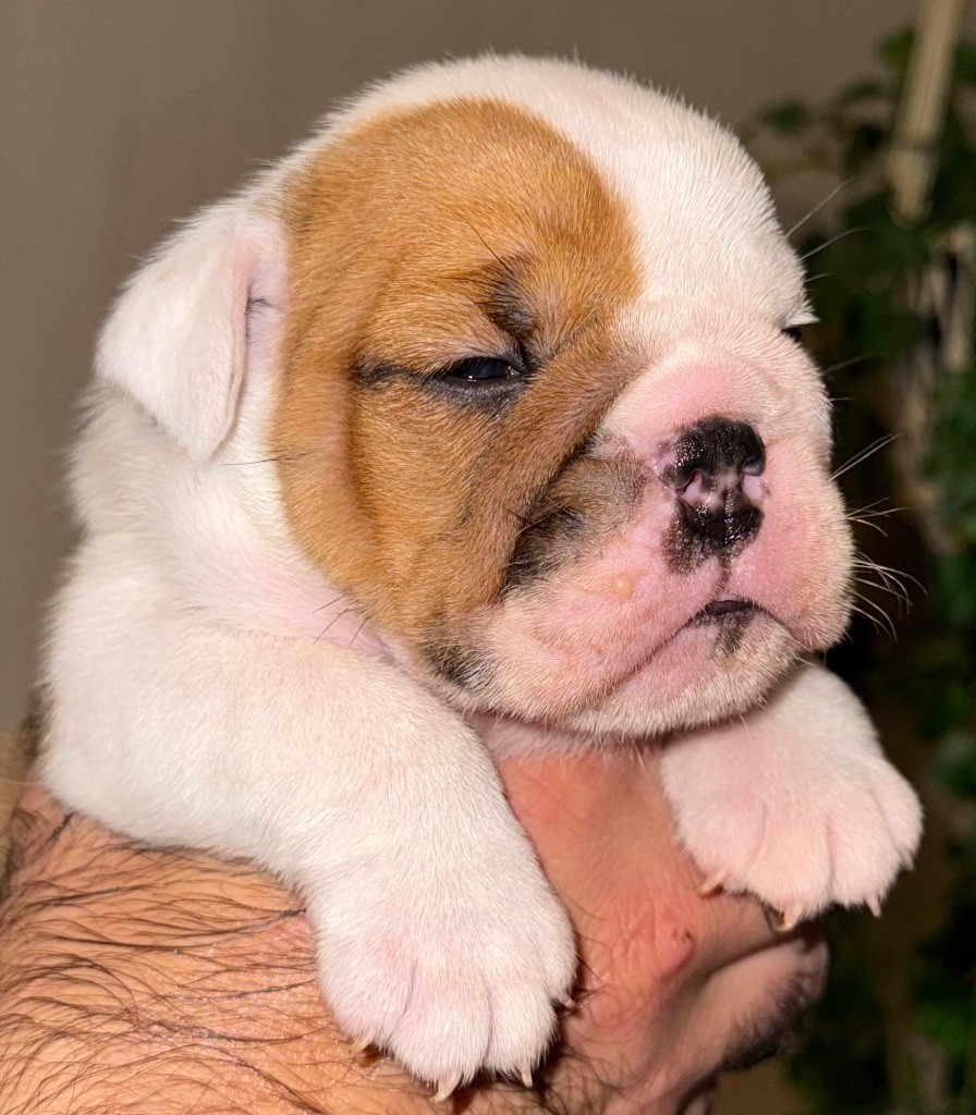 Du Mystère De La Belle Du Nil - Chiots disponibles - Bulldog Anglais