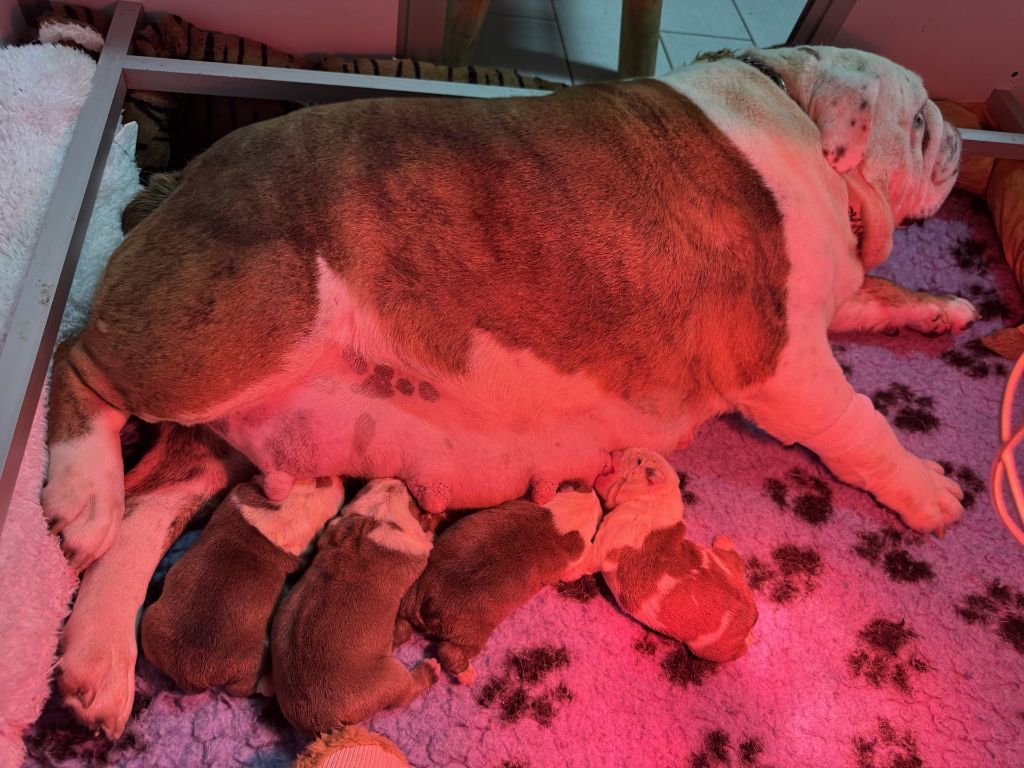 Chiot Bulldog Anglais Du Mystère De La Belle Du Nil